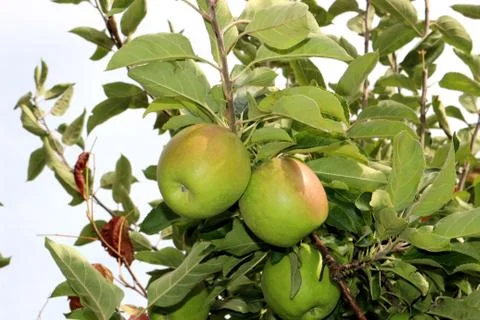 Apples in the fall Stock Photos