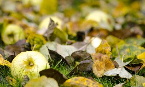 Apples fallen on the grass Stock Photos