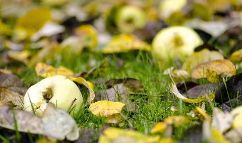 Apples fallen on the grass Stock Photos