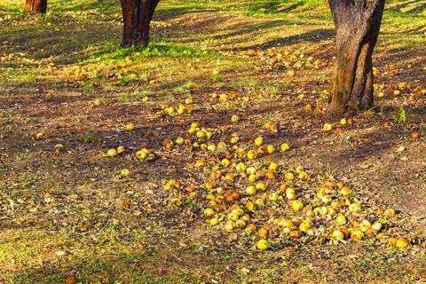 Apples fallen from a tree lie on the ground. Stock Photos