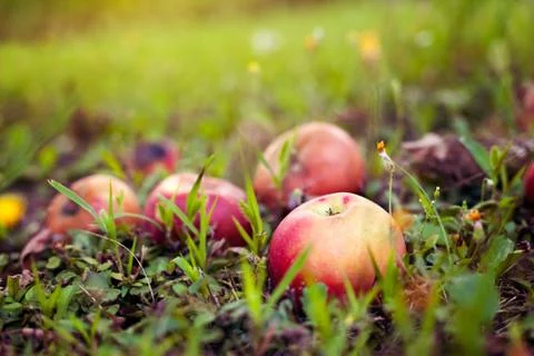 Apples fallen from the tree Stock Photos