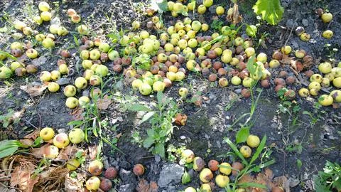Apples falling from the branch. Stock Photos