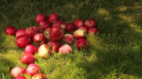 Apples falling down to a grass Stock Footage 8559505