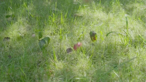 Apples falling. Stock Footage 138204047