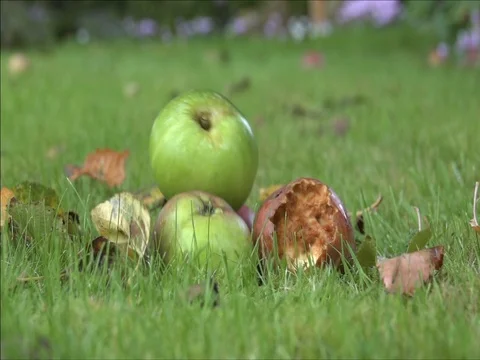 Apples falling on a lawn in autumn Stock Footage 80315311