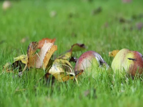 Apples falling on a lawn in autumn Stock Footage 80315670
