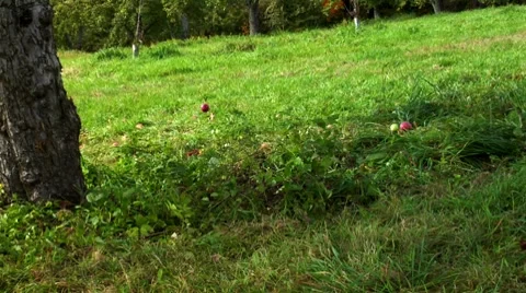 Apples falling from a tree 스톡 동영상 8572961