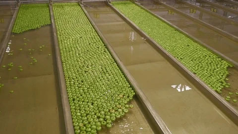 Apples Floating in Water in Packing Warehouse Stock Footage 85108481