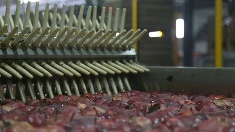 Apples Floating in Water in Packing Warehouse. Red apples are sorted and washed. Видео 125659742