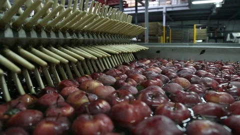Apples Floating in Water in Packing Warehouse. Red apples are sorted and washed. Видео 125659883