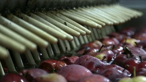 Apples Floating in Water in Packing Warehouse. Red apples are sorted and washed. Stockbeeldmateriaal 125660225
