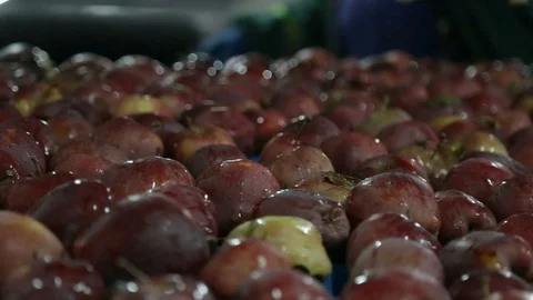 Apples Floating in Water in Packing Warehouse. Red apples are sorted and washed. Stockbeeldmateriaal 125660624