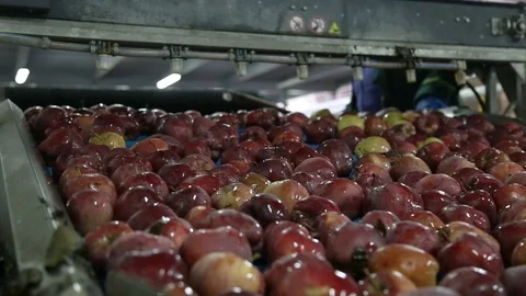 Apples Floating in Water in Packing Warehouse. Red apples are sorted and washed. Stockbeeldmateriaal 125660755