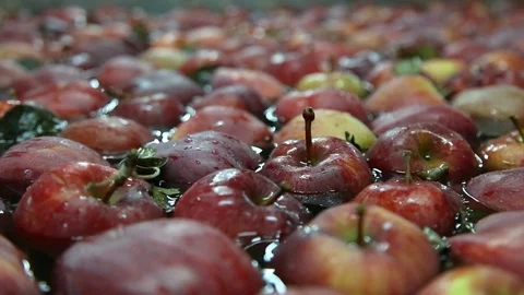 Apples Floating in Water in Packing Warehouse. Red apples are sorted and washed. Stockbeeldmateriaal 125660899