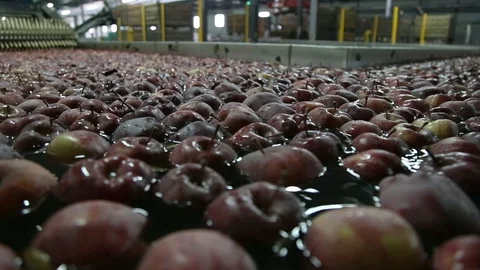Apples Floating in Water in Packing Warehouse. Red apples are sorted and washed. Stockbeeldmateriaal 125662001