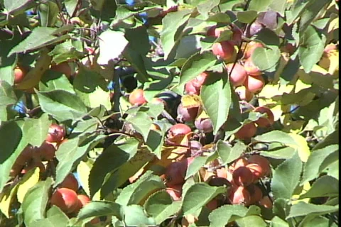 Apples Видео 816137