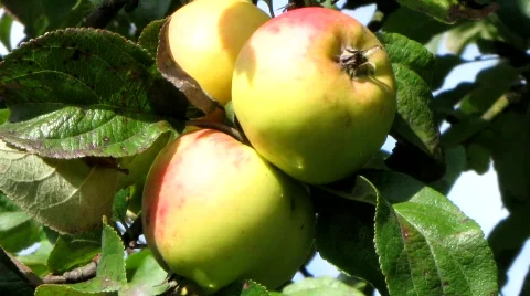 Apples Stock Footage 845398