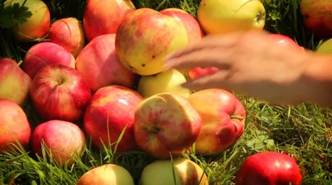 Apples Stock Footage 8540669