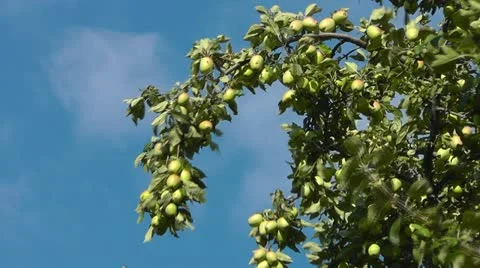 Apples Video stock 11569212