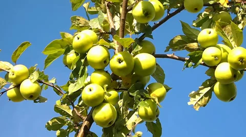 Apples Stock-Footage 29342058