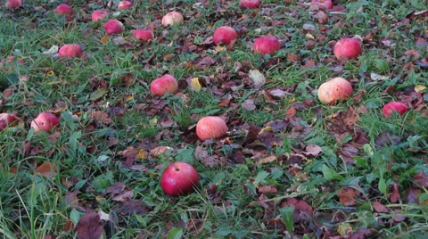 Apples Video stock 31025855