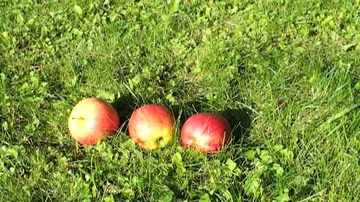 Apples Vidéo 85684764