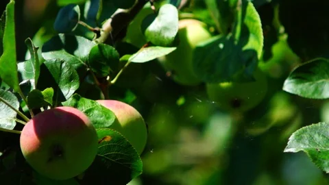 Apples Stock Footage 92127277