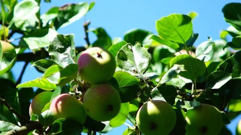 Apples 動画素材 92127278