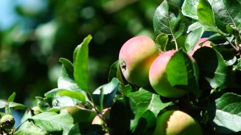 Apples Video stock 92127282