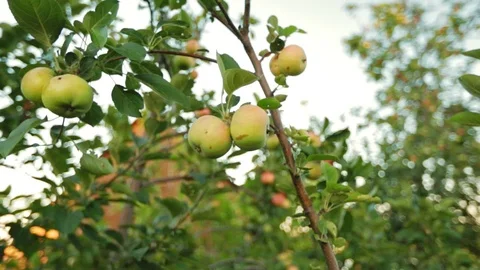 Apples Stock Footage 95273859