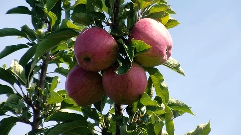Apples Stock Footage 108554742