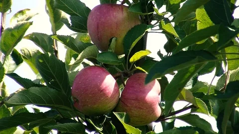 Apples Stock Footage 108554752