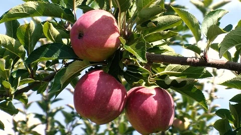 Apples Stock Footage 108554761