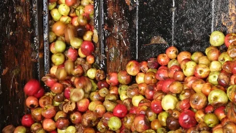 Apples Stock Footage 120904850