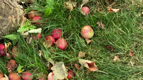 Apples Stock Footage 136561565