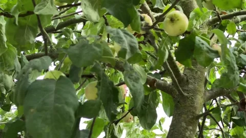 Apples Stock Footage 136561569