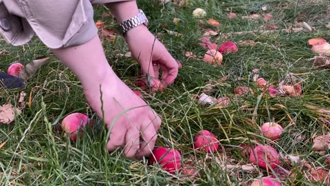 Apples Stock Footage 136561582