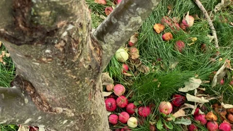 Apples Stock Footage 136561585