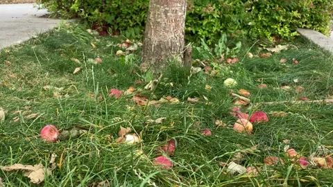 Apples Stock Footage 136561597