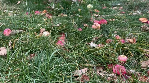 Apples Stock Footage 136561602