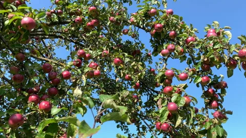 Apples Stock Footage 139888149