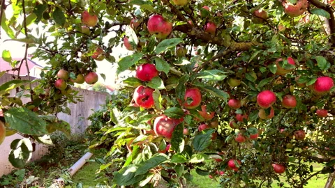 Apples Stock Footage 140018766