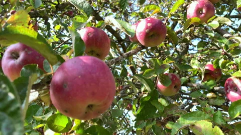 Apples Stock Footage 140424323