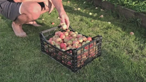 Apples Stock Footage 246688549