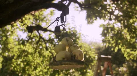 Apples on a fruit farm Stock Footage 11317690