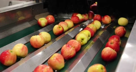 Apples in a fruit packing warehouse Stock Footage 208126396