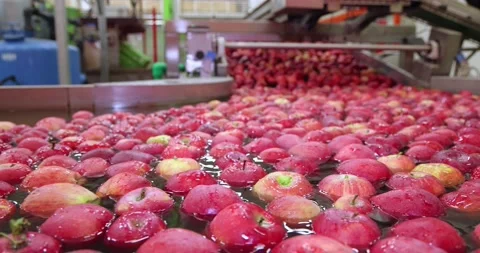 Apples in a fruit packing warehouse Stock Footage 208136096