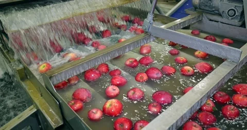 Apples in a fruit packing warehouse Stock Footage 235330838