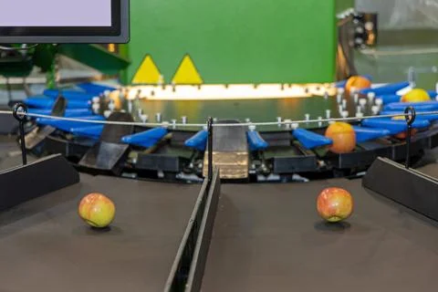 Apples Fruits Sorting Machine Stock Photos