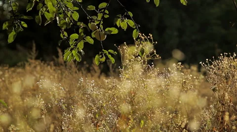 Apples in the garden Stock Footage 46533561